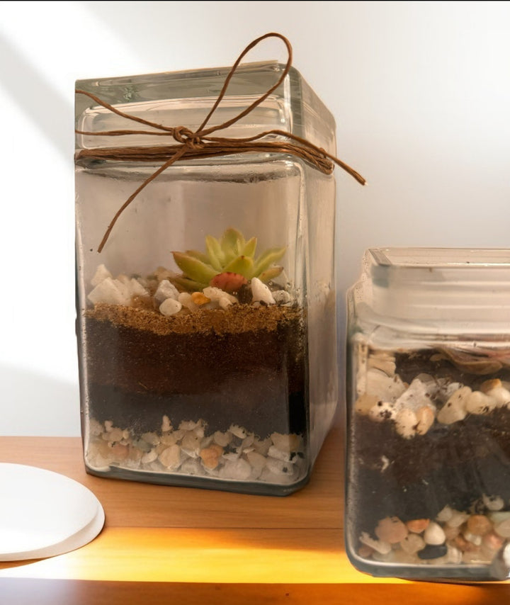 terrarium